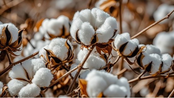 寰俊鍏紬鍙峰浘鐗